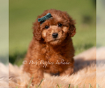 Puppy Harlow AKC Poodle (Toy)