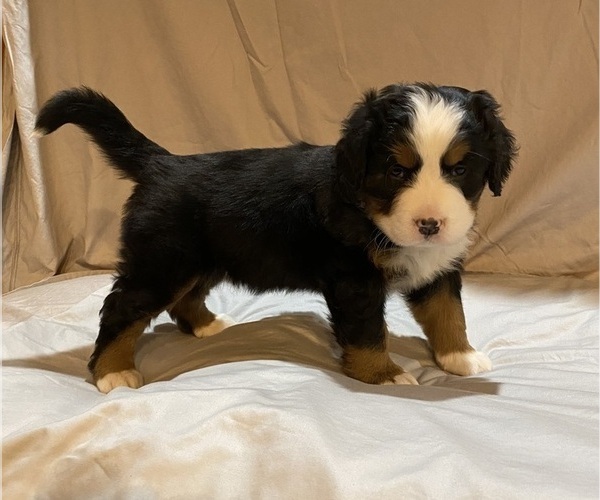 Medium Photo #8 Bernese Mountain Dog Puppy For Sale in GREEN FOREST, AR, USA