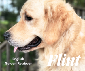 Father of the English Cream Golden Retriever puppies born on 04/26/2025