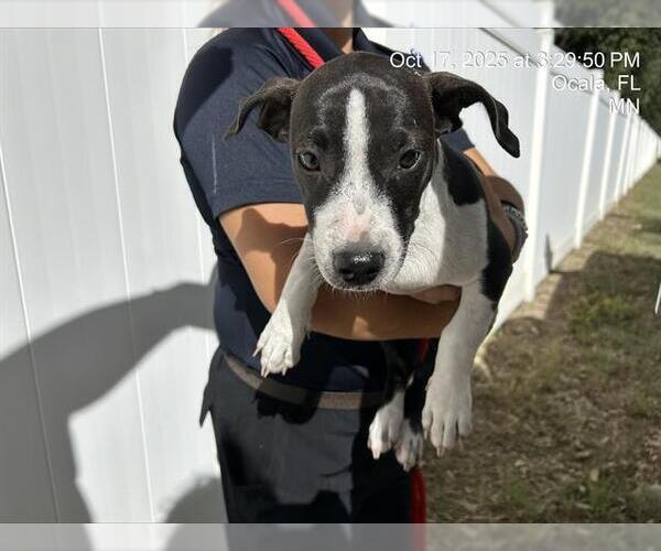 Medium Photo #1 Labrador Retriever-Unknown Mix Puppy For Sale in Ocala, FL, USA
