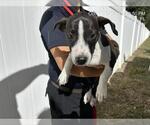 Small Labrador Retriever Mix