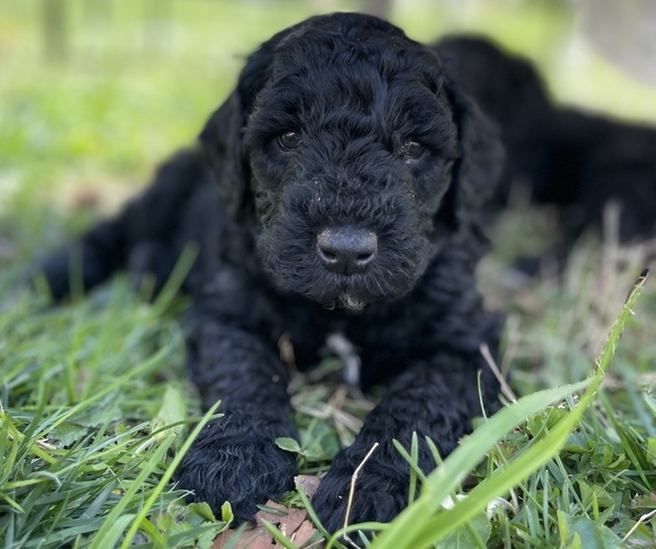 Medium Photo #1 Goldendoodle Puppy For Sale in LOTHIAN, MD, USA