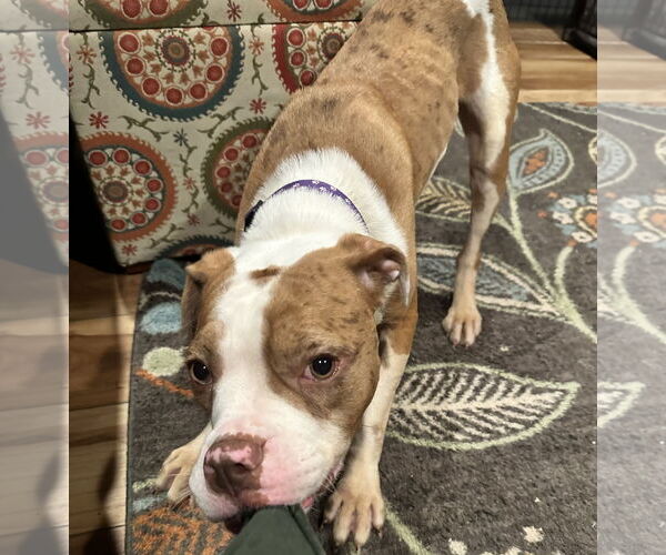 Medium Photo #14 Mutt Puppy For Sale in Rockville, MD, USA