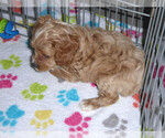 Small Photo #13 Cocker Spaniel-Poodle (Miniature) Mix Puppy For Sale in ORO VALLEY, AZ, USA