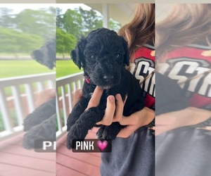 Goldendoodle Puppy for sale in LORIS, SC, USA