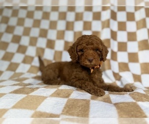 Cockapoo (Miniature) Puppy for sale in LAKELAND, FL, USA