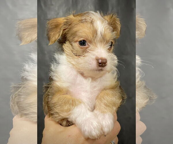 Medium Photo #1 Chihuahua-Unknown Mix Puppy For Sale in Milwaukie, OR, USA