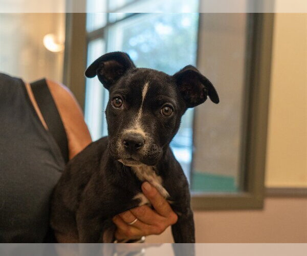 Medium Photo #1 Mutt Puppy For Sale in Martinez, CA, USA