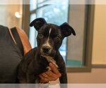 ELVIRA - Female Mutt Dog for Adoption - Small photo