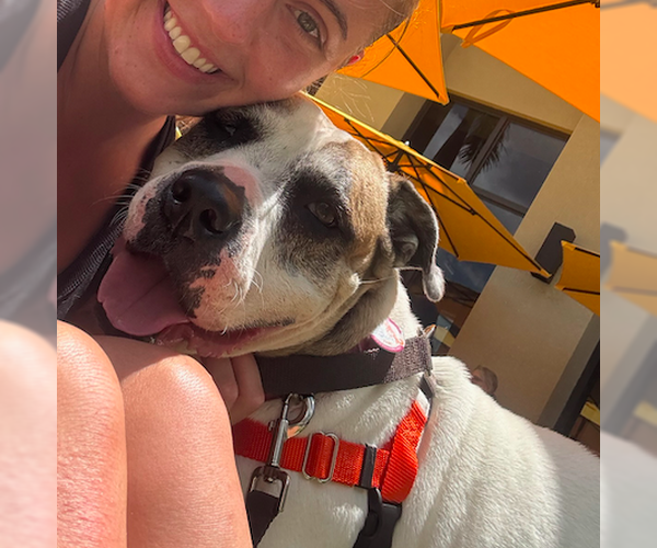 Medium Photo #3 American Bulldog-Unknown Mix Puppy For Sale in Decatur, GA, USA