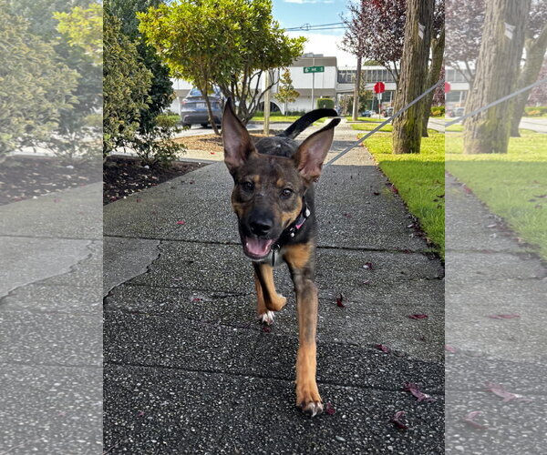Medium Photo #7 Mutt Puppy For Sale in Bellevue, WA, USA
