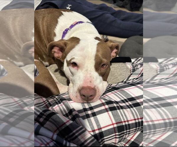 Medium Photo #5 American Pit Bull Terrier-Unknown Mix Puppy For Sale in Oakhurst, NJ, USA