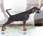 Small Photo #7 Doberman Pinscher Puppy For Sale in Moscow, Moscow, Russia