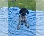 Small Photo #2 German Shorthaired Pointer-German Wirehaired Pointer Mix Puppy For Sale in NAPPANEE, IN, USA