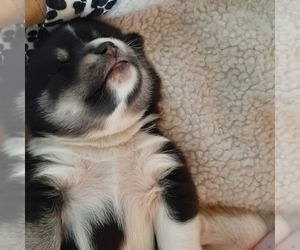 Pomsky Puppy for sale in PUYALLUP, WA, USA