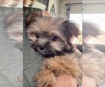 Small #1 Maltipoo