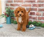 Small #5 Cavapoo (Miniature)