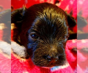 Maltese-Poodle (Toy) Mix Puppy for sale in PINK HILL, NC, USA