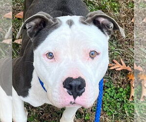 Mutt Dogs for adoption in Tarboro, NC, USA