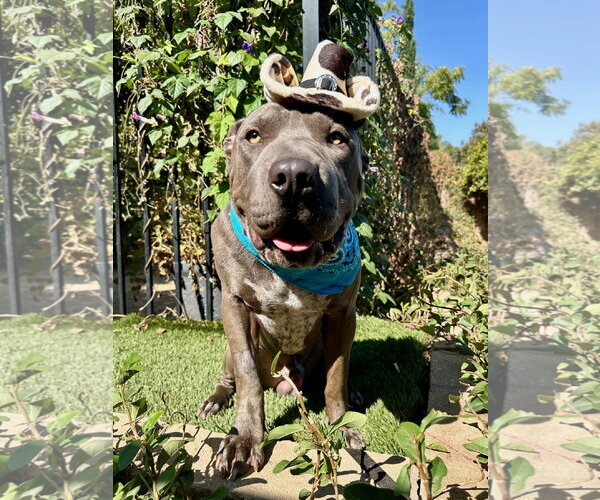 Medium Photo #11 American Pit Bull Terrier-Unknown Mix Puppy For Sale in Redlands, CA, USA