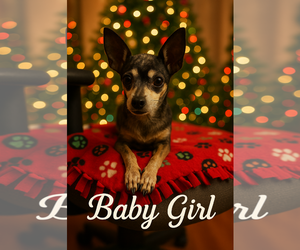 Chihuahua Dogs for adoption in Gulfport, MI, USA