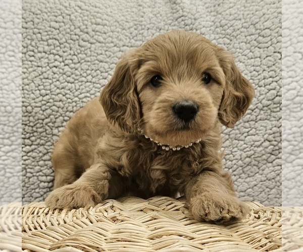Medium Photo #6 Goldendoodle (Miniature) Puppy For Sale in EAGLE MOUNTAIN, UT, USA