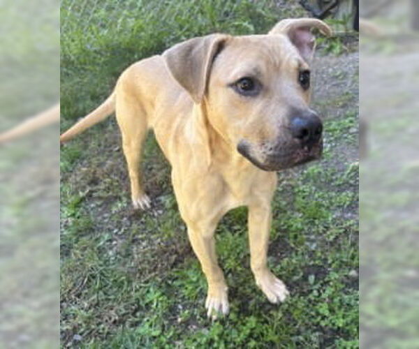 Medium Photo #3 Labrador Retriever Puppy For Sale in Glen Allen, VA, USA