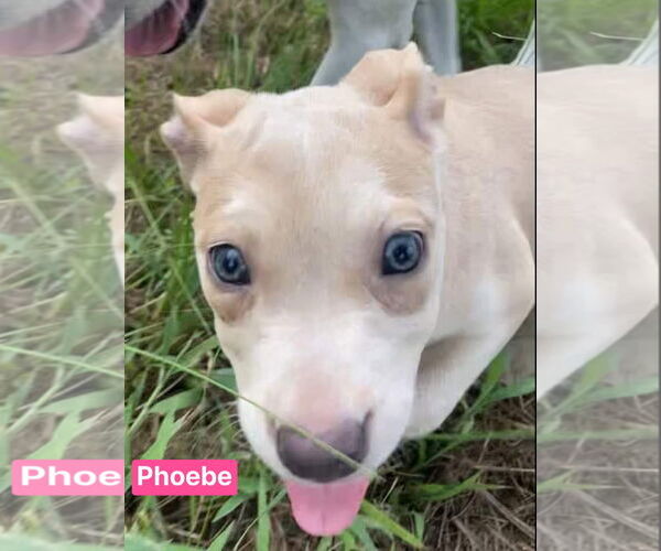 Medium Photo #7 American Pit Bull Terrier-Labrador Retriever Mix Puppy For Sale in Ridgefield, CT, USA
