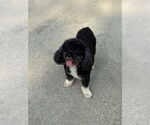 Small #1 Poodle (Toy)