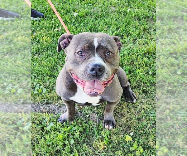 Medium Photo #2 American Staffordshire Terrier Puppy For Sale in Perth Amboy, NJ, USA