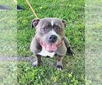 Small #1 American Staffordshire Terrier