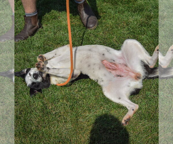 Medium Photo #5 Border Collie-Unknown Mix Puppy For Sale in Huntley, IL, USA
