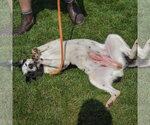 Small #4 Border Collie Mix