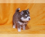 Small Photo #26 Pomsky Puppy For Sale in RAMONA, CA, USA