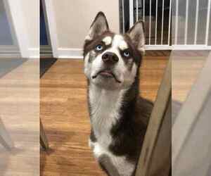 Siberian Husky Dogs for adoption in LOUISVILLE, KY, USA