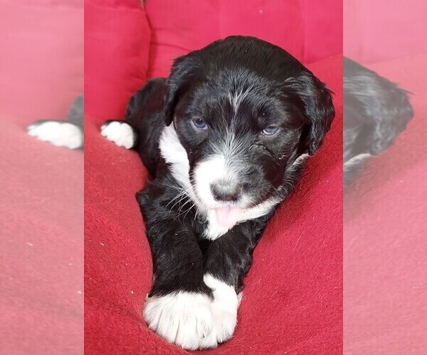 Medium Photo #3 Aussiedoodle Puppy For Sale in CHILLICOTHE, OH, USA