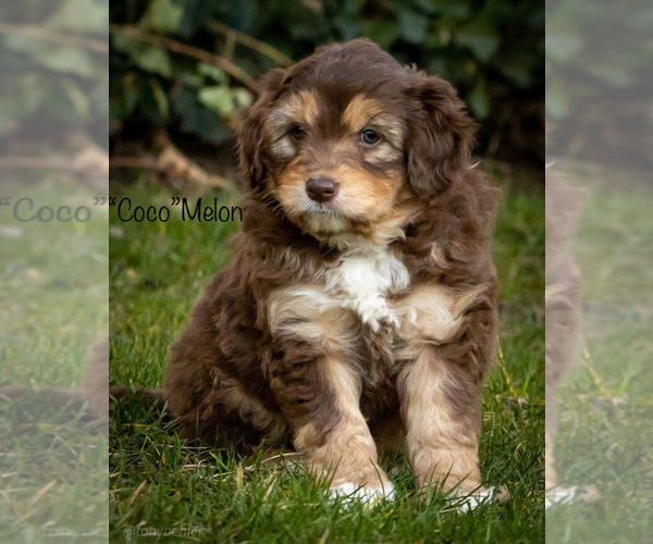 Medium Photo #5 Aussiedoodle Puppy For Sale in GRANTS PASS, OR, USA