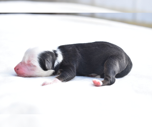 Medium Photo #4 Miniature Australian Shepherd Puppy For Sale in PALM COAST, FL, USA