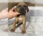 Puppy Formentino Male Cane Corso