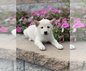 Shiba Inu Puppy for sale in CANOGA, NY, USA
