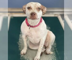 American Staffordshire Terrier-Unknown Mix Dogs for adoption in Maryville, TN, USA