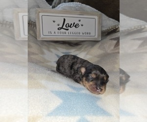 Cockapoo (Miniature) Puppy for Sale in LITTLE VALLEY, New York USA