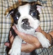 Boston Terrier Puppy for sale in PORTLAND, OR, USA
