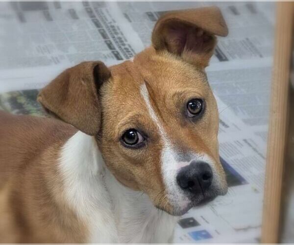Medium Photo #3 Mutt Puppy For Sale in Anniston, AL, USA