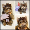 Small Photo #1 Yorkshire Terrier Puppy For Sale in ADAMSVILLE, TN, USA