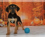Small #1 Mutt