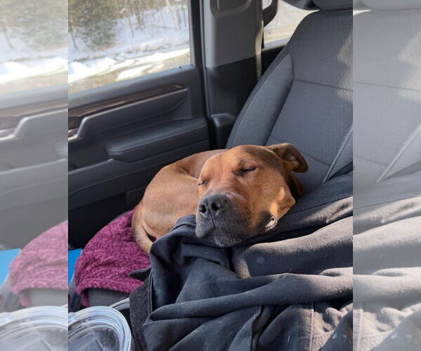 Medium Photo #3 Rhodesian Ridgeback-Unknown Mix Puppy For Sale in Alexander, AR, USA