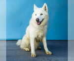 Small #1 Alaskan Malamute