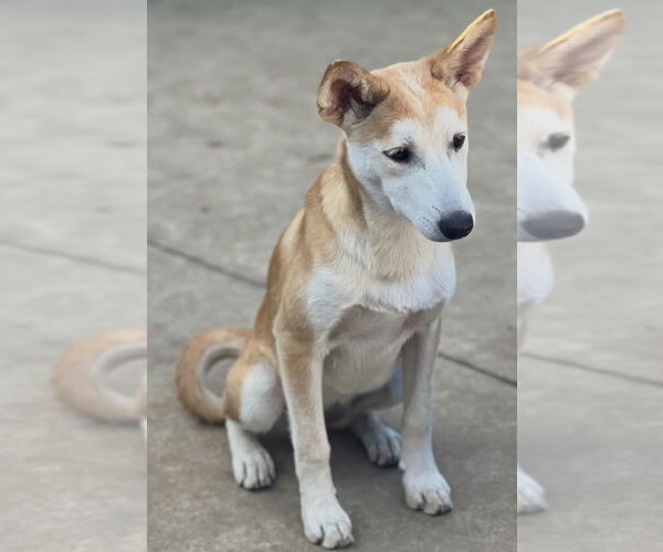 Medium Photo #6 Huskies -Unknown Mix Puppy For Sale in Dana Point, CA, USA