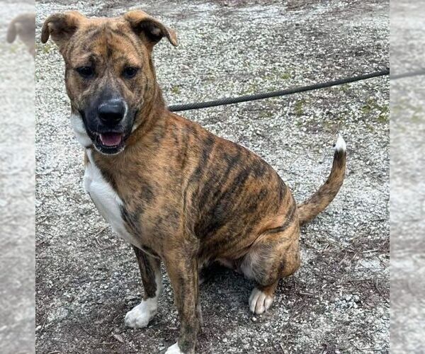 Medium Photo #3 American Pit Bull Terrier-Unknown Mix Puppy For Sale in Rockaway, NJ, USA